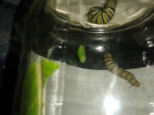 Chrysalis and caterpillars.