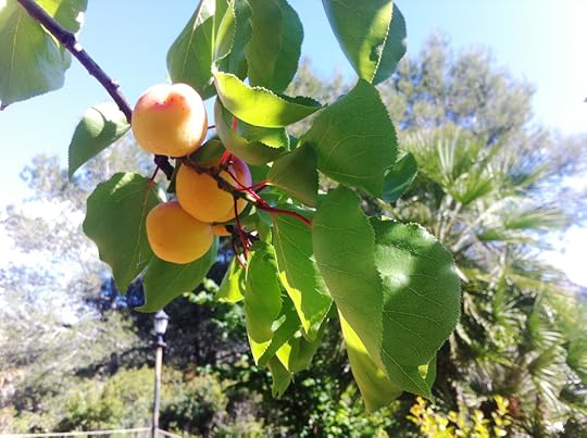 Apricots.JPG