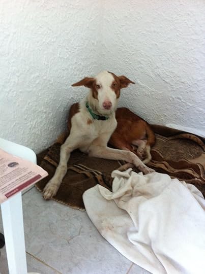 Eddie when he first arrived, frightened, thin, and scabby with mange