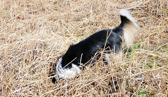 Pendle Hill Moods (10).jpg