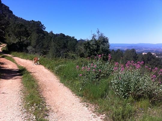 Eddie enjoys his walk