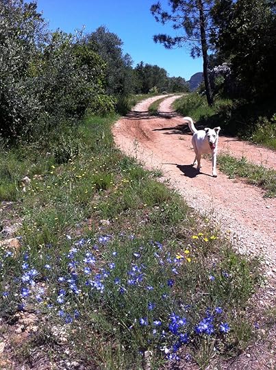 Blanca and 'bluebells'.
