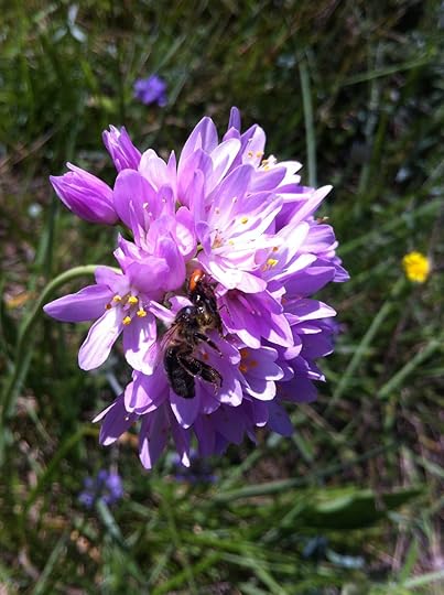 The spider gets her lunch