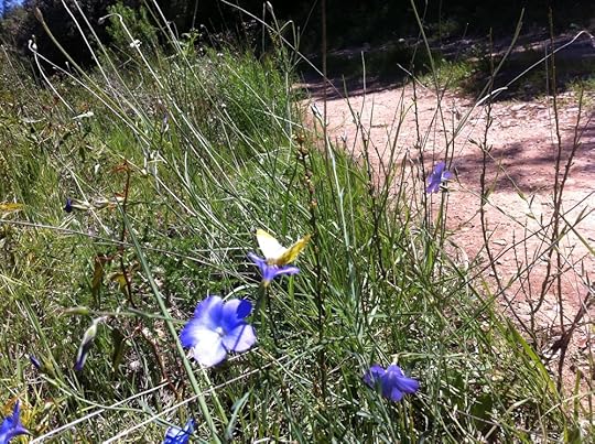 Orange tip butterfly?