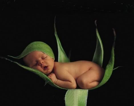 Anne Geddes-photography-haiku-friday-The Writer Next Door