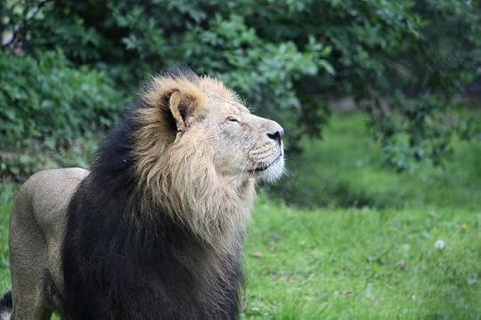 Asiatic lions