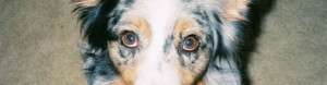 cropped-lucy20031.jpg