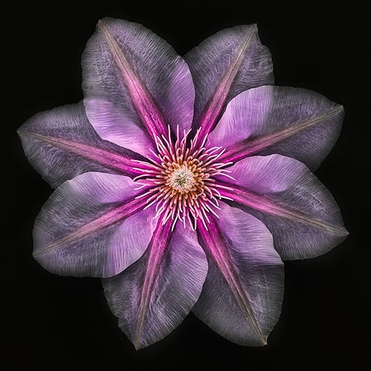 Clematis on Black © Harold Davis