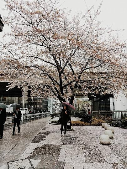 Cherry blossom tree right outside Tokyo Stock Exchange.