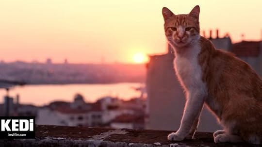 Kedi-Istanbul-cats