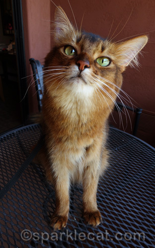 somali cat on table of hotel room balcony in Arizona