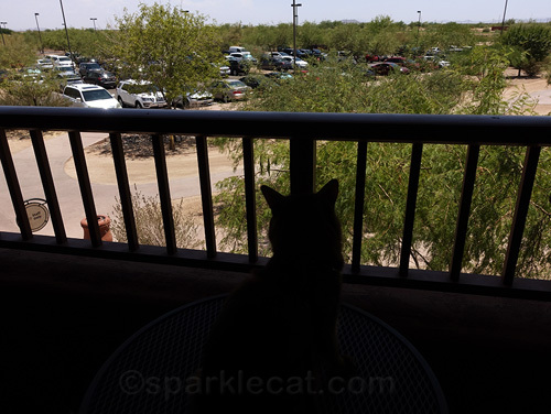 somali cat looks at hotel parking lot from her balcony
