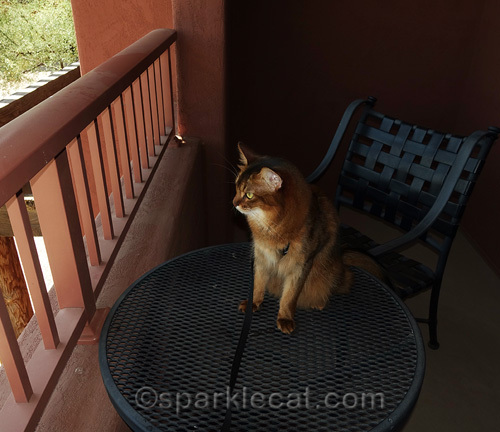 somali cat sitting on table on hotel room balcony