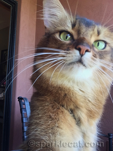 somali cat sets camera up for selfies