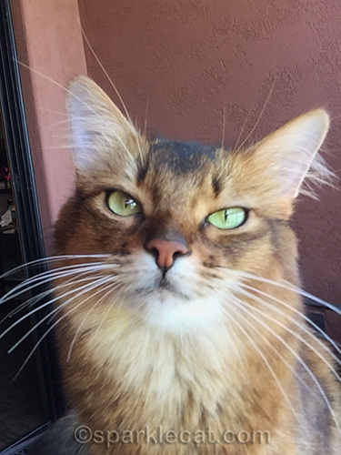 somali cat squinting at the camera