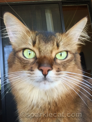 somali cat selfie
