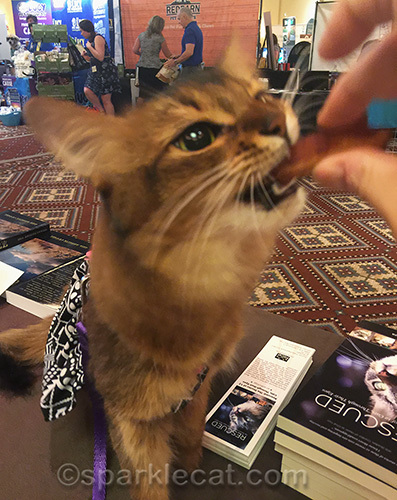 somali cat in a dress, eating bacon