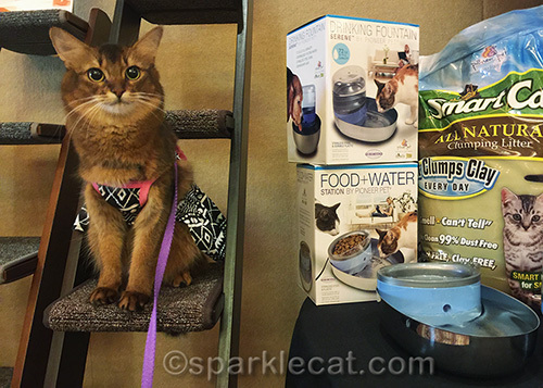 somali cat on ladder scratchers in the BlogPaws Cat Style Lounge