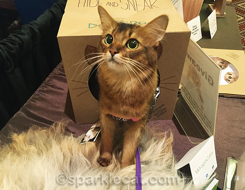 somali cat in paper cat tunne