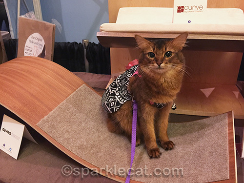 somali cat on lounger