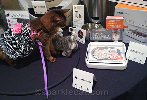 somali cat warily watches automatic feeder