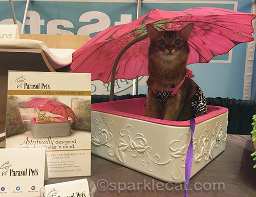 somali cat under umbrella cat bed