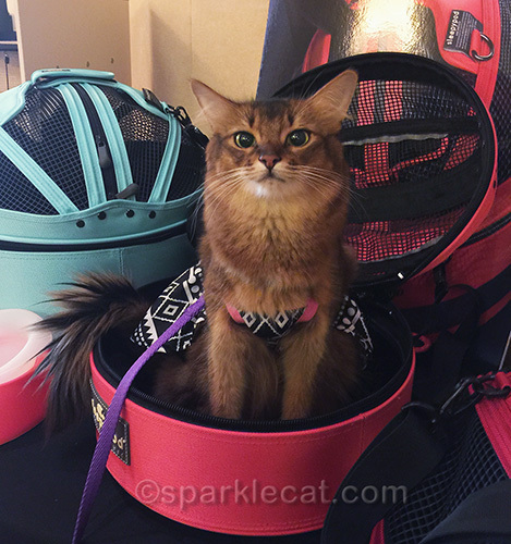 somali cat in SleepyPod carrier bed