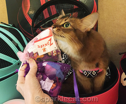 somali cat enjoying gifts from a cat blogger