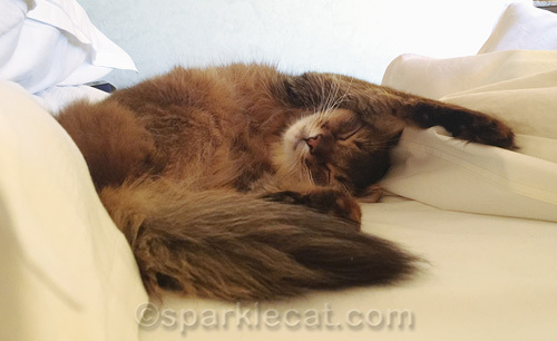 somali cat crashed out on hotel bed