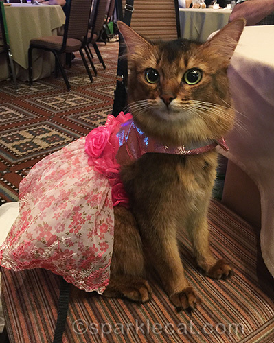 somali cat in party dress for banquet