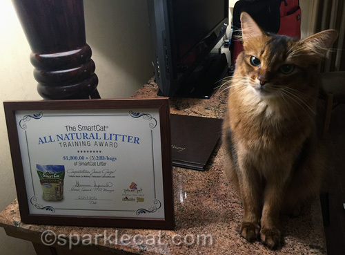 somali cat with a special award from the Cat Writers contest