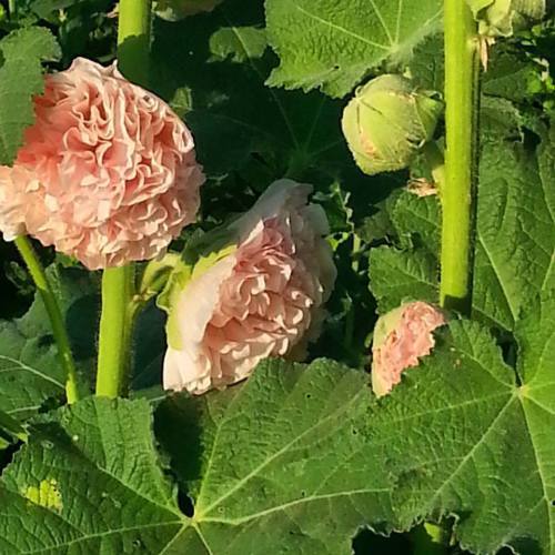 Double apricot hollyhocks
