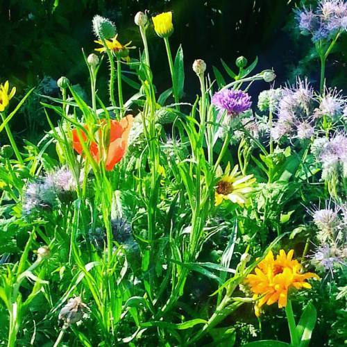 a medley of flowers