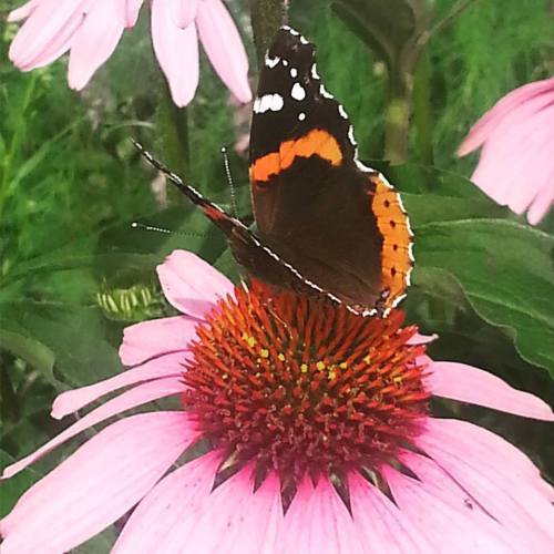Red Admirel butterfly on cone flowers