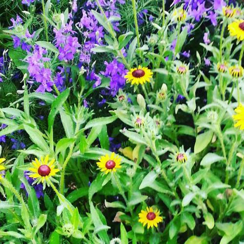 Blacl-eyed susan and larkspur