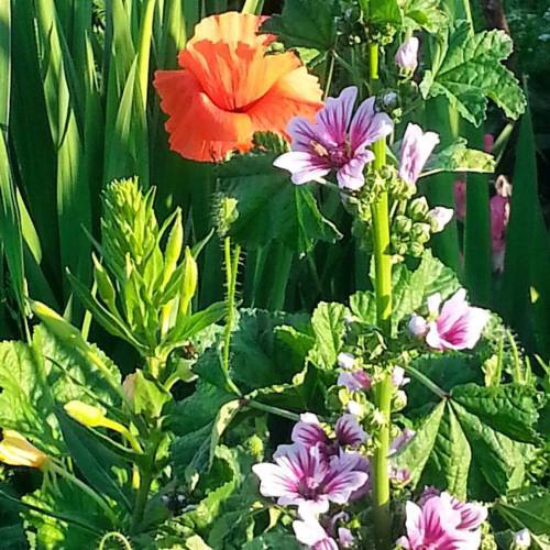 Shirley poppy and minature hollyhocks