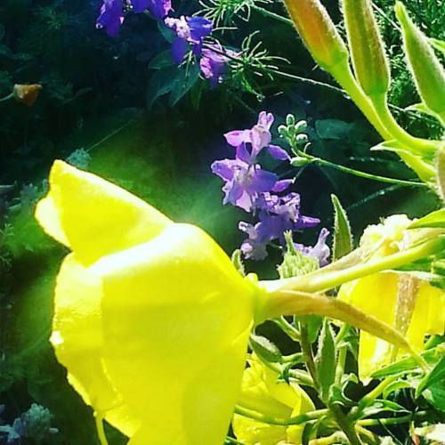 lily and larkspur