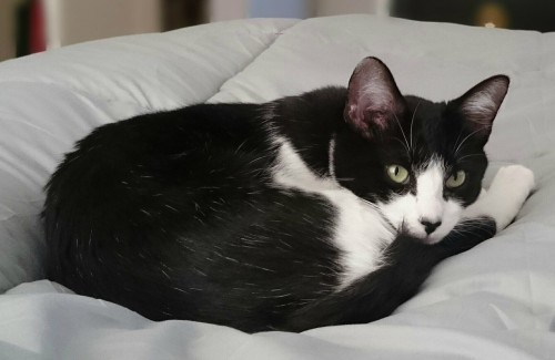 cat-in-pain