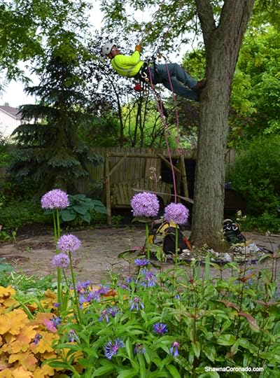 Davey Tree Salvador Batman Climb up a Tree copyright Shawna Coronado