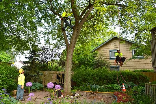 Davey Tree Experts Climbing copyright Shawna Coronado