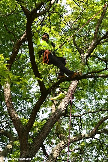 Davey Tree Expert Brandon Climbing copyright Shawna Coronado