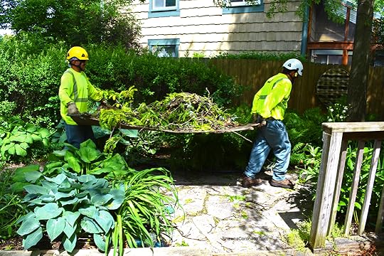 Davey Tree Cleaning Up Branches copyright Shawna Coronado