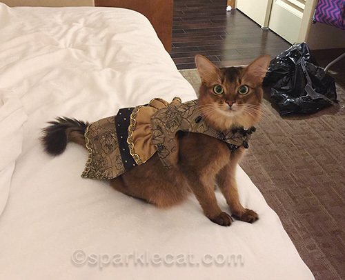 somali cat wearing couture dress by Stacy Hurt