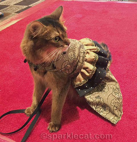 somali cat on the red carpet in couture dress