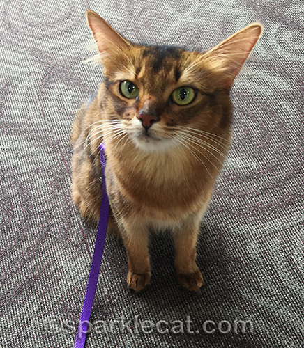 somali cat at Phoenix International Airport