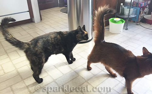 tortoiseshell cat sniffing somali cat's butt