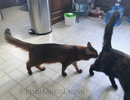somali cat sniffing tortoiseshell cat's butt