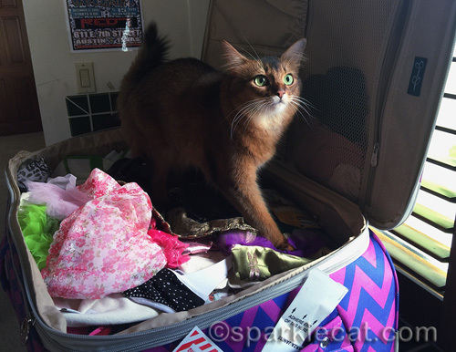 somali cat in suitcase as it is being unpacked