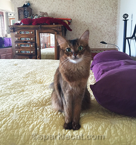 somali cat back home on bed