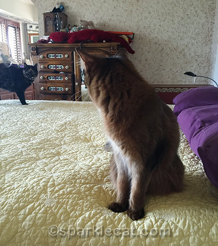 somali cat looking at tortoiseshell cat
